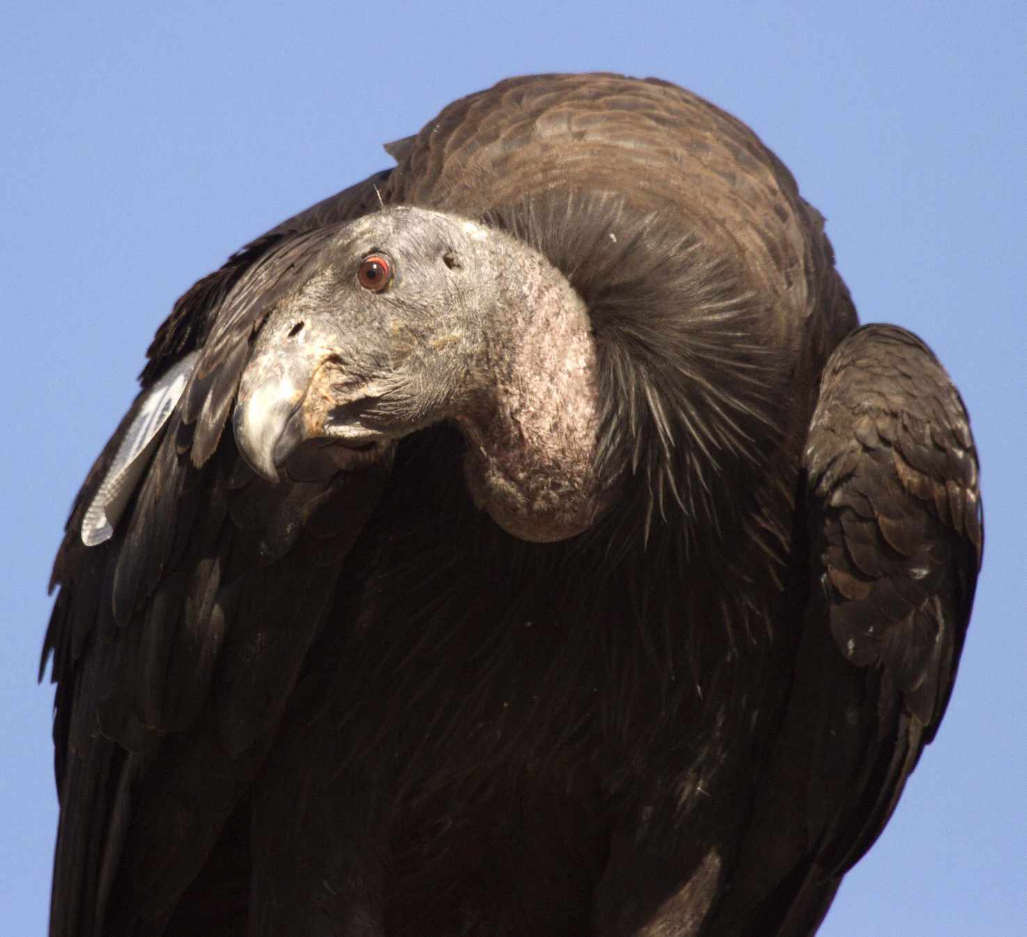 California Condor close up, perched U.S. Geological Survey